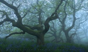 Tangled beauty in South West England - Mark Price Photography