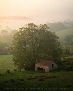 A beautiful ethereal moment in Dorset as a young deer poses for the camera to compliment a classic English scene.. Mark Price Landscape Photography
