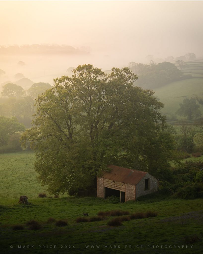 A beautiful ethereal moment in Dorset as a young deer poses for the camera to compliment a classic English scene.. Mark Price Landscape Photography
