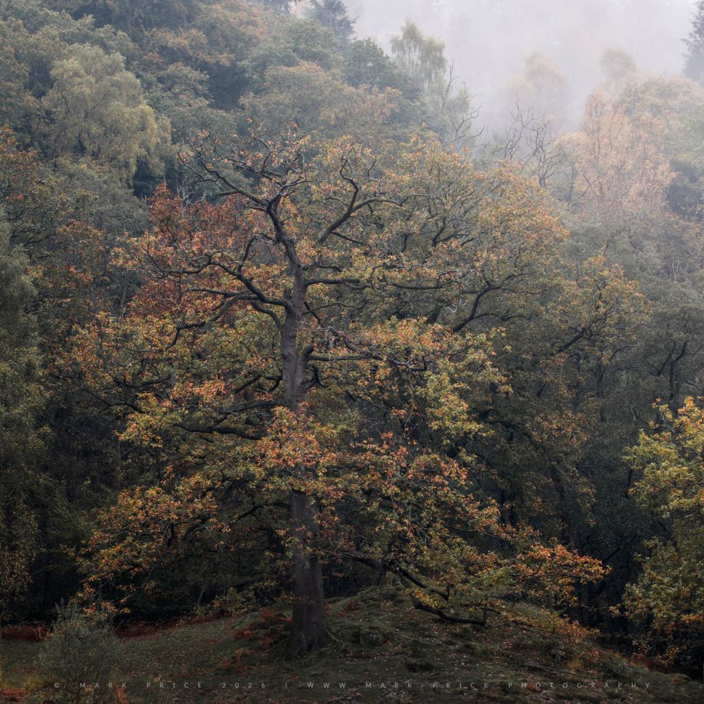 A gorgeous, characterful tree in full autumn colours - Lake District 2026 - Mark Price Photography