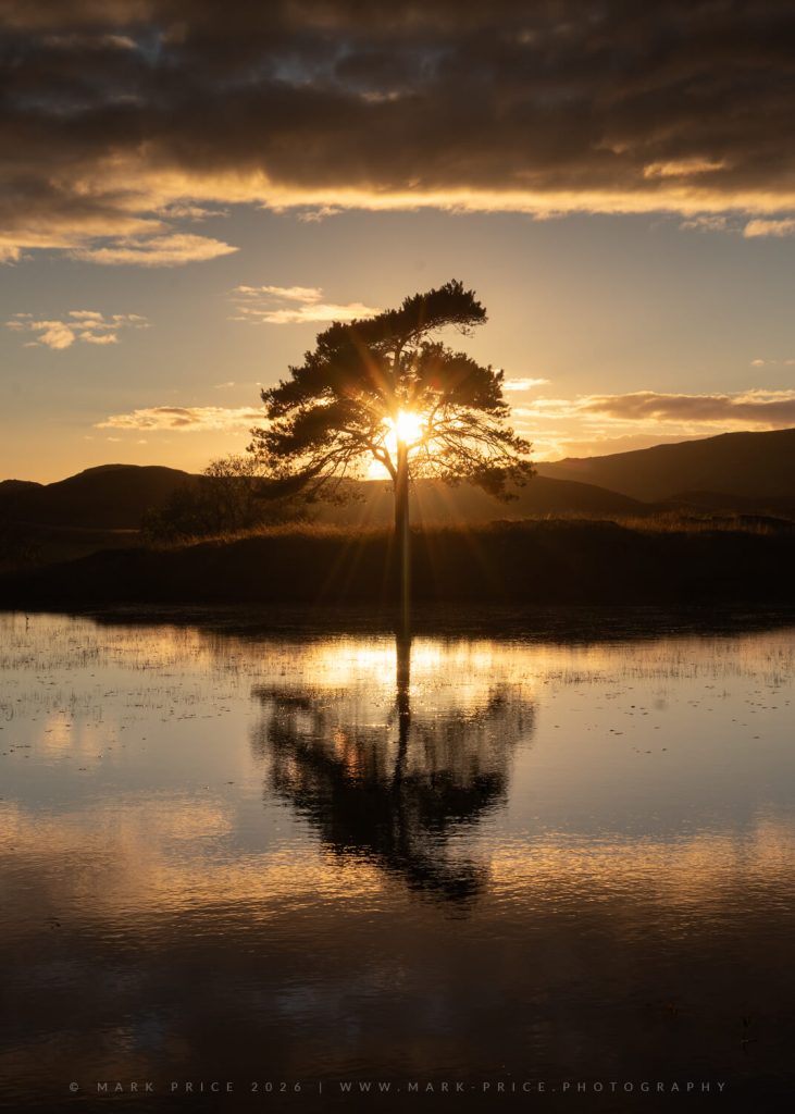 A lone tree reflects in a small tarn as the sun goes down on a dramatic night - Lake District 2026